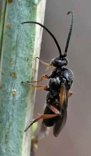 Réf. 348 776 : Microplitis sp.